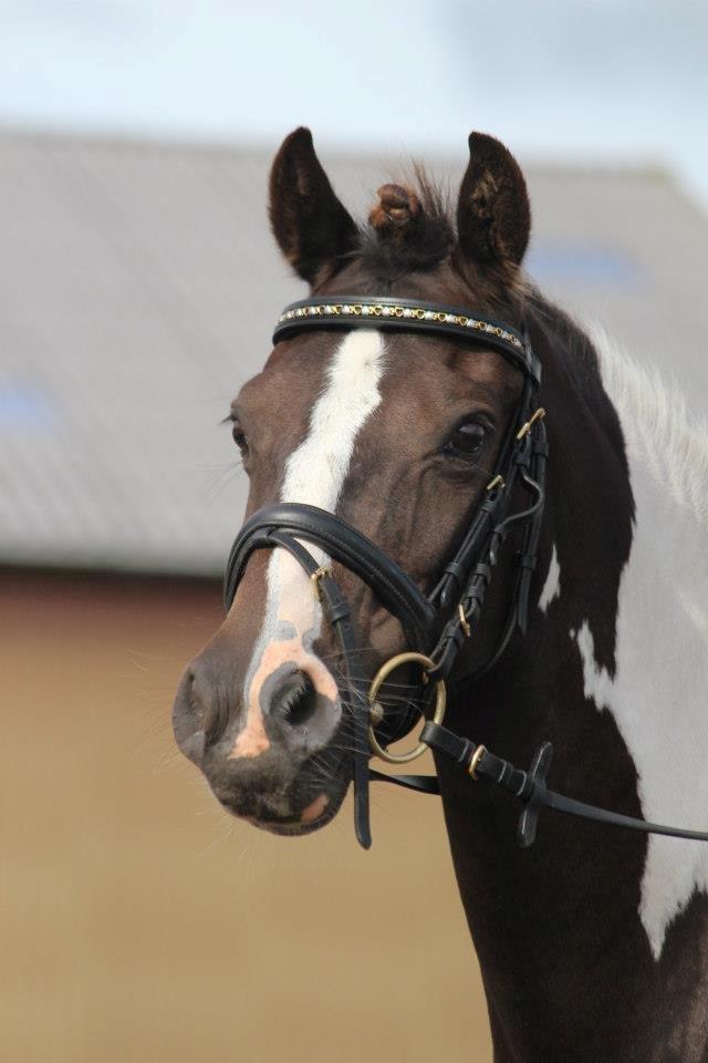 Pinto Athena - 
Velkommen til Athenas profil 
,smukke Athena<3 billede 1