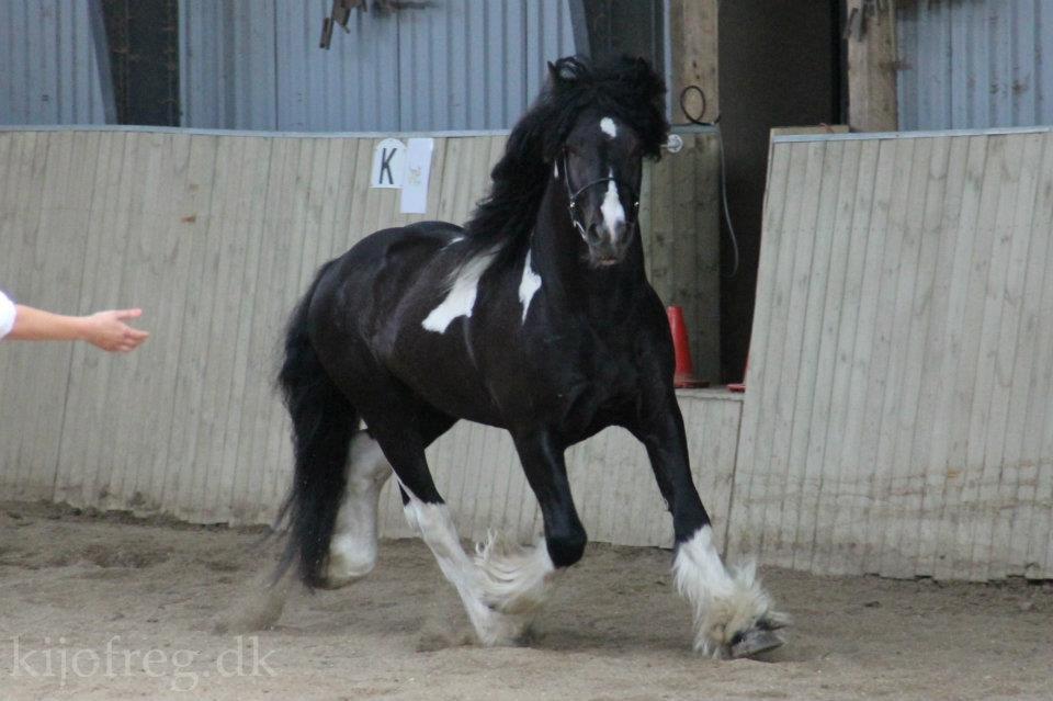 Irish Cob Troelsegaardens Dexter - Fra kåringen i Ringe 2012 billeder er ikke nogen jeg selv har taget men lånt. billede 13