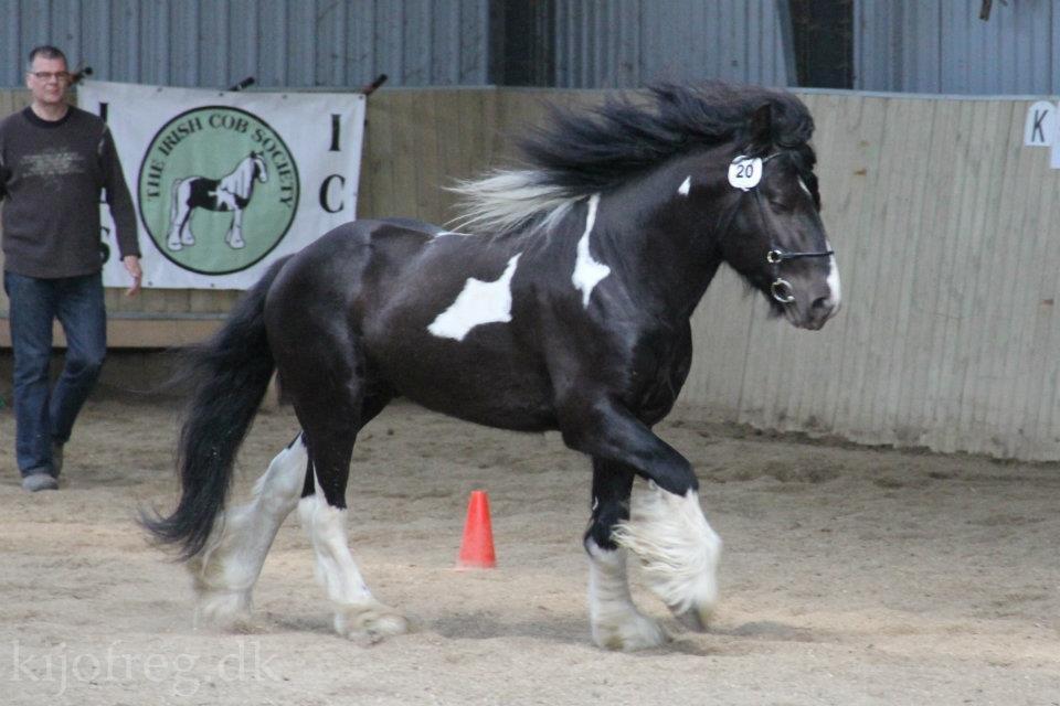 Irish Cob Troelsegaardens Dexter - Fra kåringen i Ringe 2012 billeder er ikke nogen jeg selv har taget men lånt. billede 14