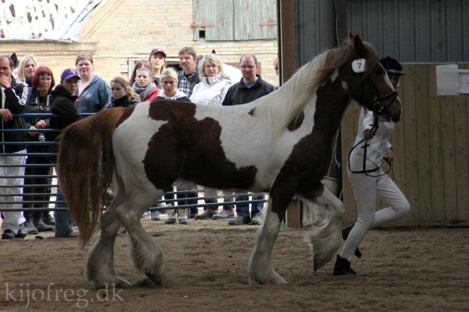 Irish Cob Troelsegaardens Mirabella - Fra kåringen i Ringe 2012 billeder er ikke nogen jeg selv har taget men lånt. billede 15