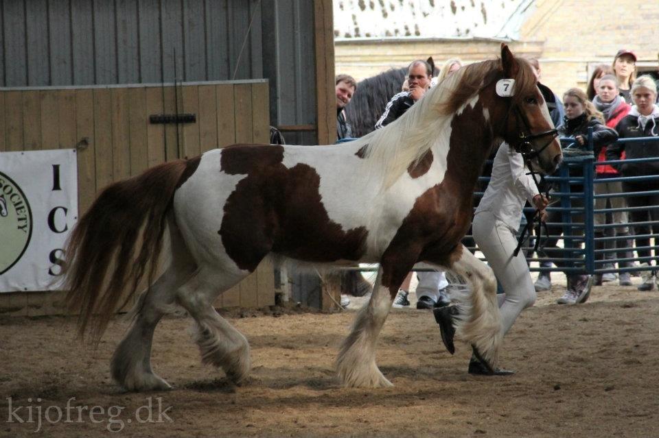 Irish Cob Troelsegaardens Mirabella - Fra kåringen i Ringe 2012 billeder er ikke nogen jeg selv har taget men lånt. billede 16