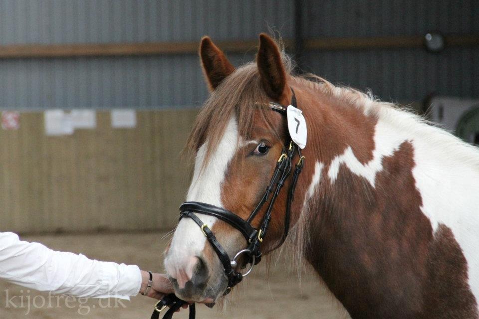 Irish Cob Troelsegaardens Mirabella - Fra kåringen i Ringe 2012 billeder er ikke nogen jeg selv har taget men lånt. billede 17