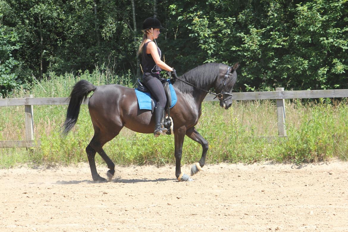 Arabisk fuldblod (OX) Aziza Chacia Lykke  billede 20