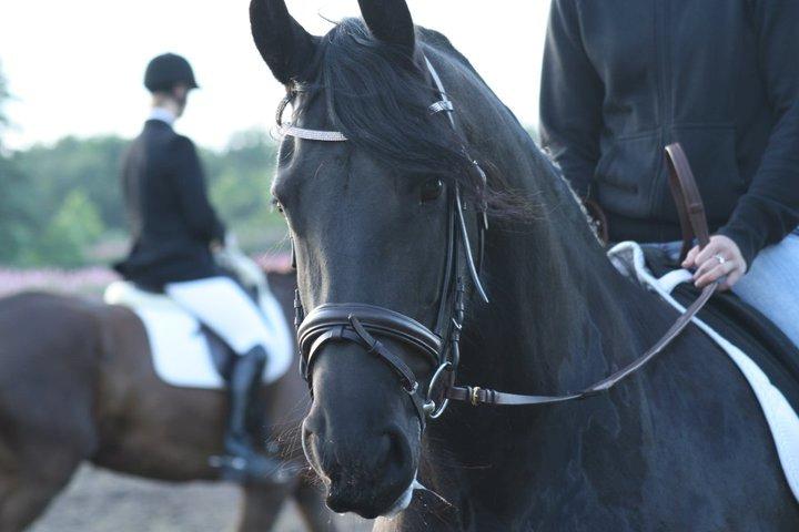 Frieser | Mema | billede 19