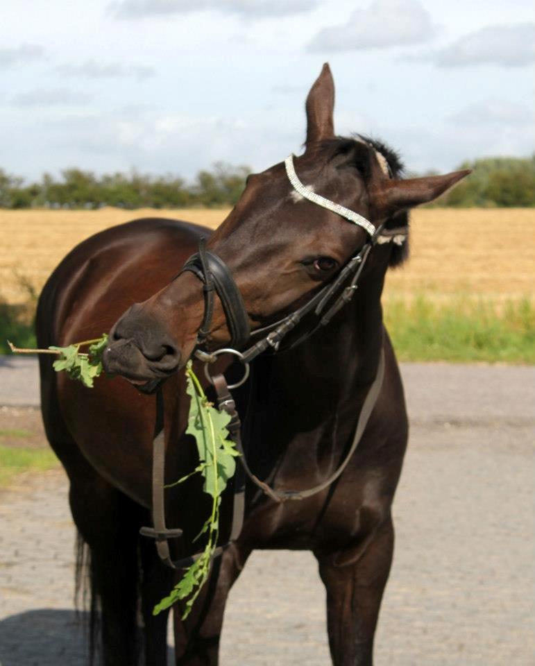 Anden særlig race Magic Dancer - Fotograf: Marianne Eiby August 2012 - Useriøst! :o) billede 17