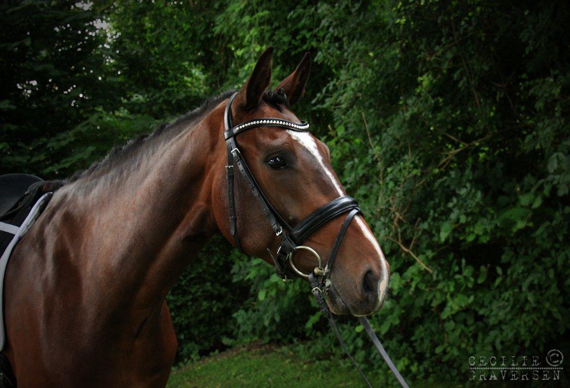 Holstener Lieto Lucente - August 2012. Billede: Cecilie Graversen billede 12