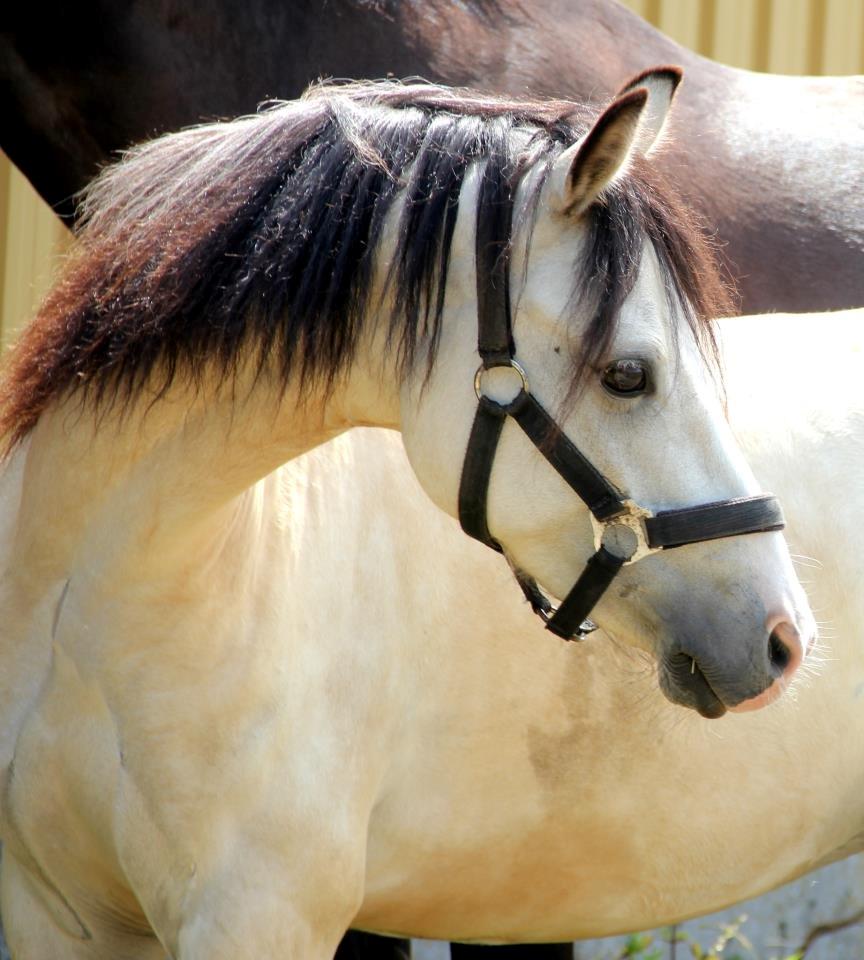 Welsh Partbred (Sec F) TF Soft Eyez billede 11