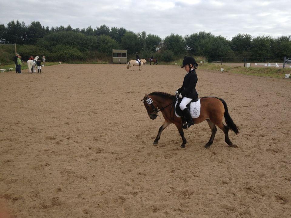 Shetlænder Felix (solgt) - Stævne i broager 2012 billede 1