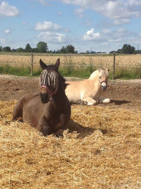 Fjordhest Højgaards Calypso - Calle & Athena nyder en sommerdag på folden <3 To dovne dyr :) billede 2