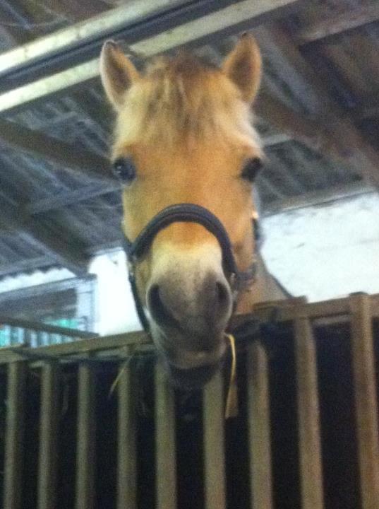 Fjordhest Højgaards Calypso billede 3