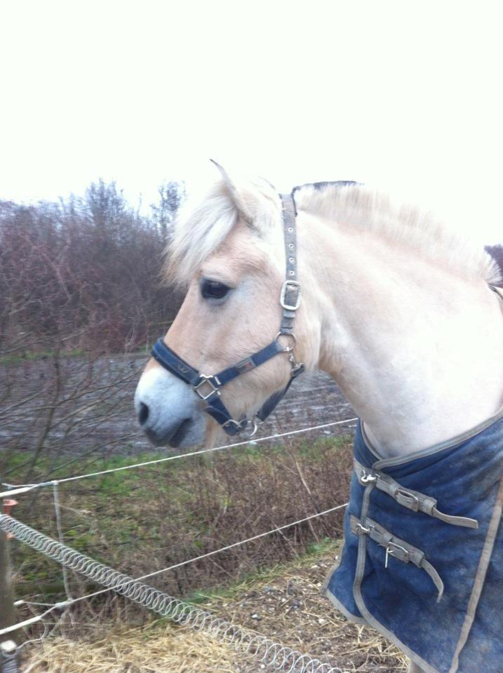 Fjordhest Højgaards Calypso billede 4