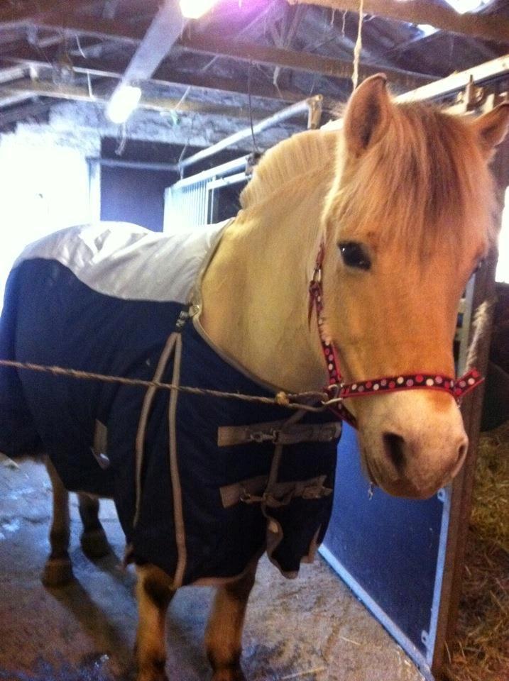 Fjordhest Højgaards Calypso - Calles allerførste dækken (han blev dog klippet inden, da han var MEGET langhåret) :) billede 5