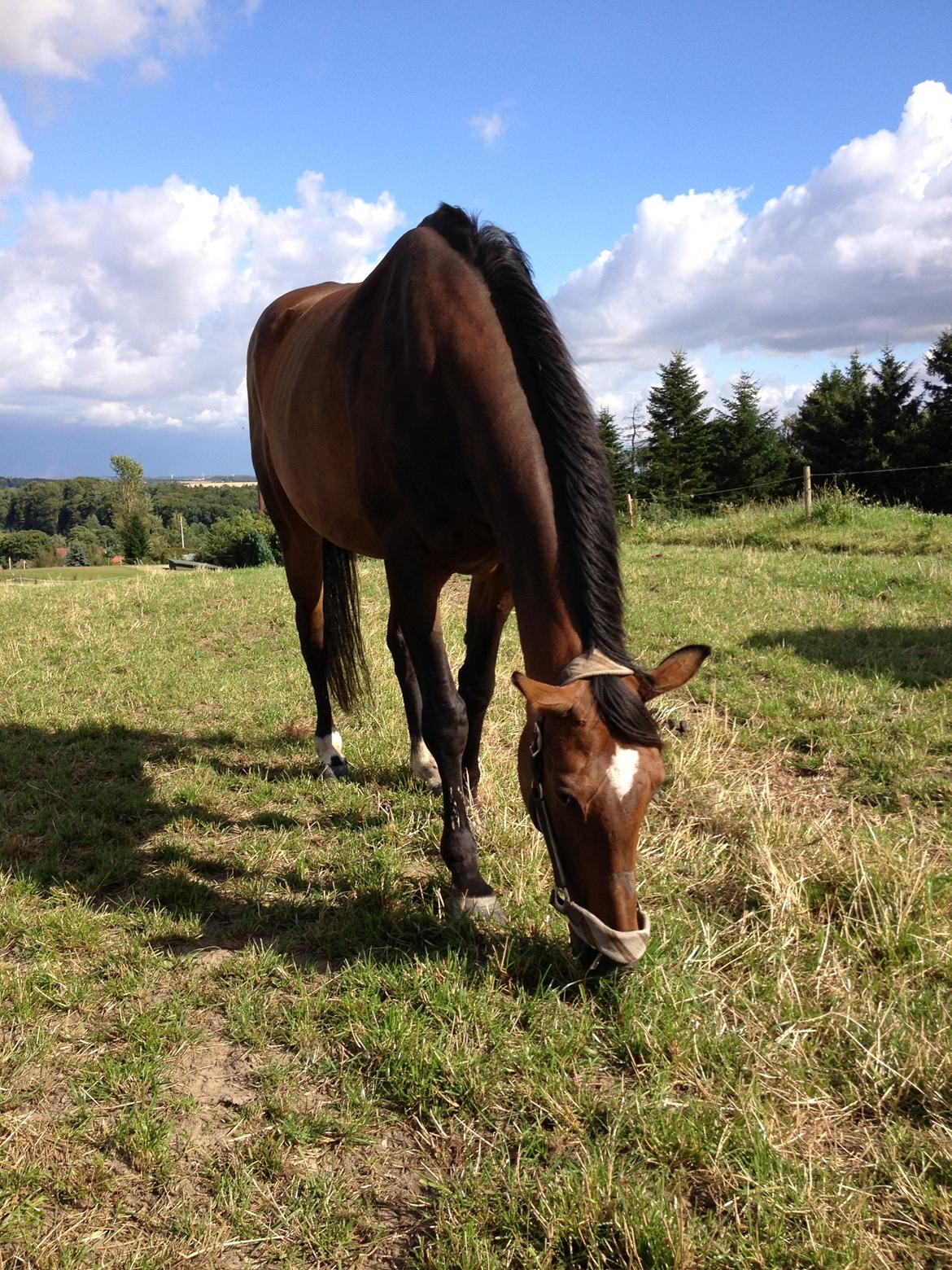 Dansk Varmblod Pacific Bøgeskovgård ( Mors ) - Græs billede 11