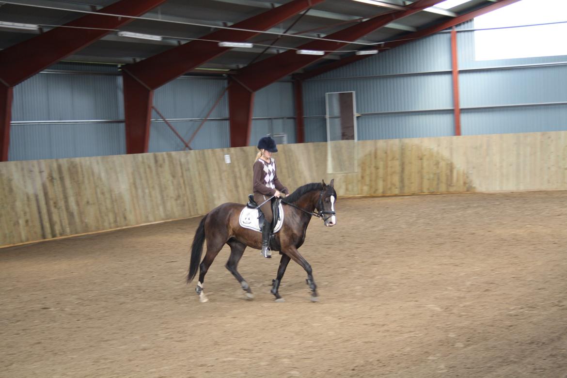 DSP Bøgely`s Celine - Christina og Celine til undervisning hos Lone billede 8