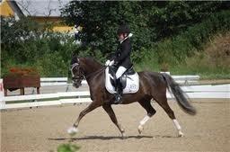 Welsh Pony (sec B) Silver A-pony - Stævne i Hjallerup  billede 4