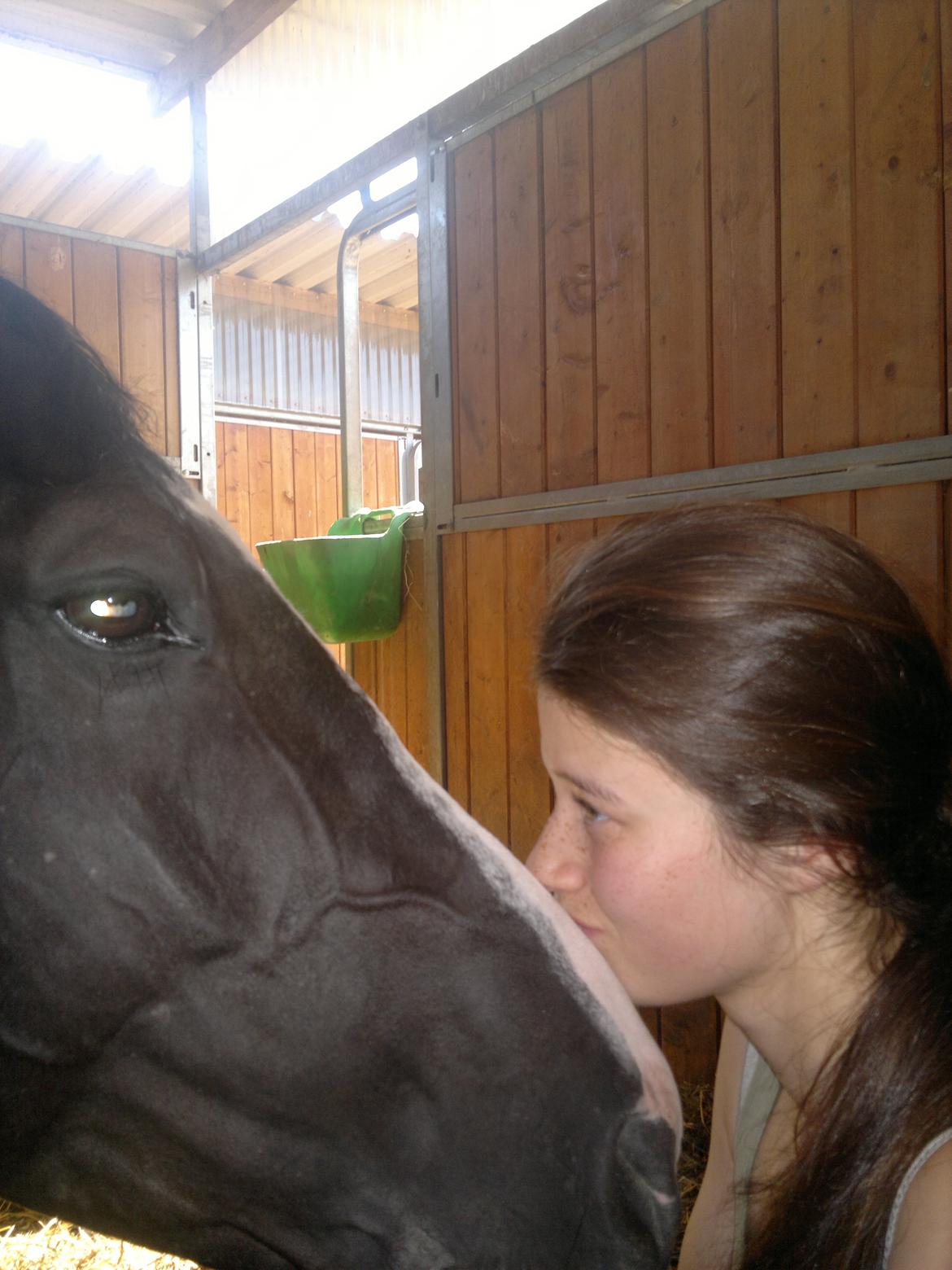 Dansk Varmblod Maro Z billede 8