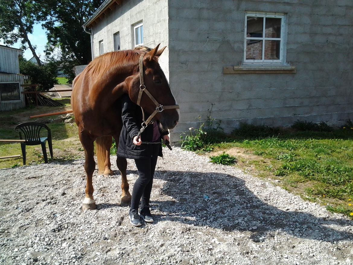 Anden særlig race Coco - Lige inden hun blev skulle i trailer og med hjem :') billede 3