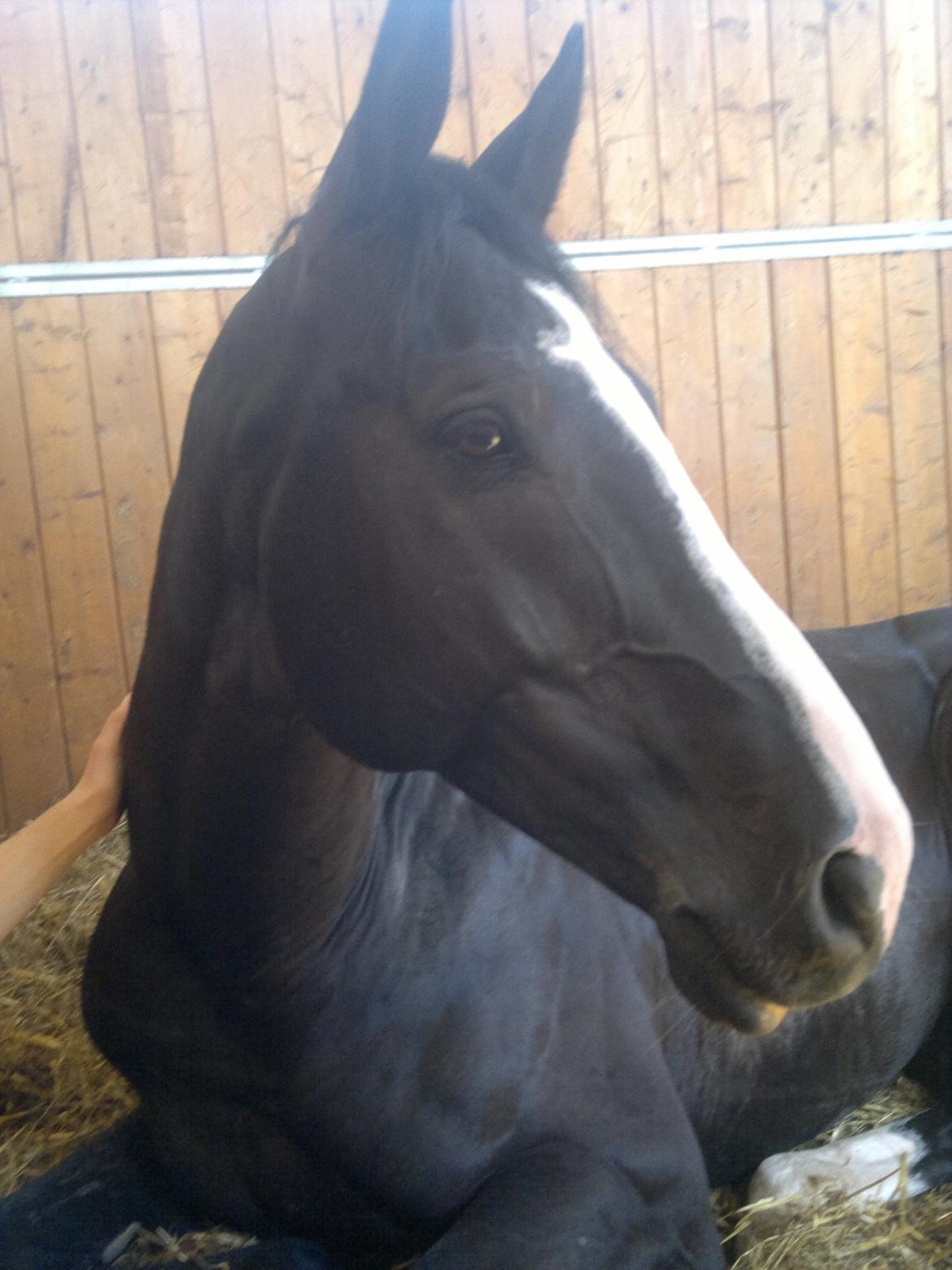 Dansk Varmblod Maro Z billede 9