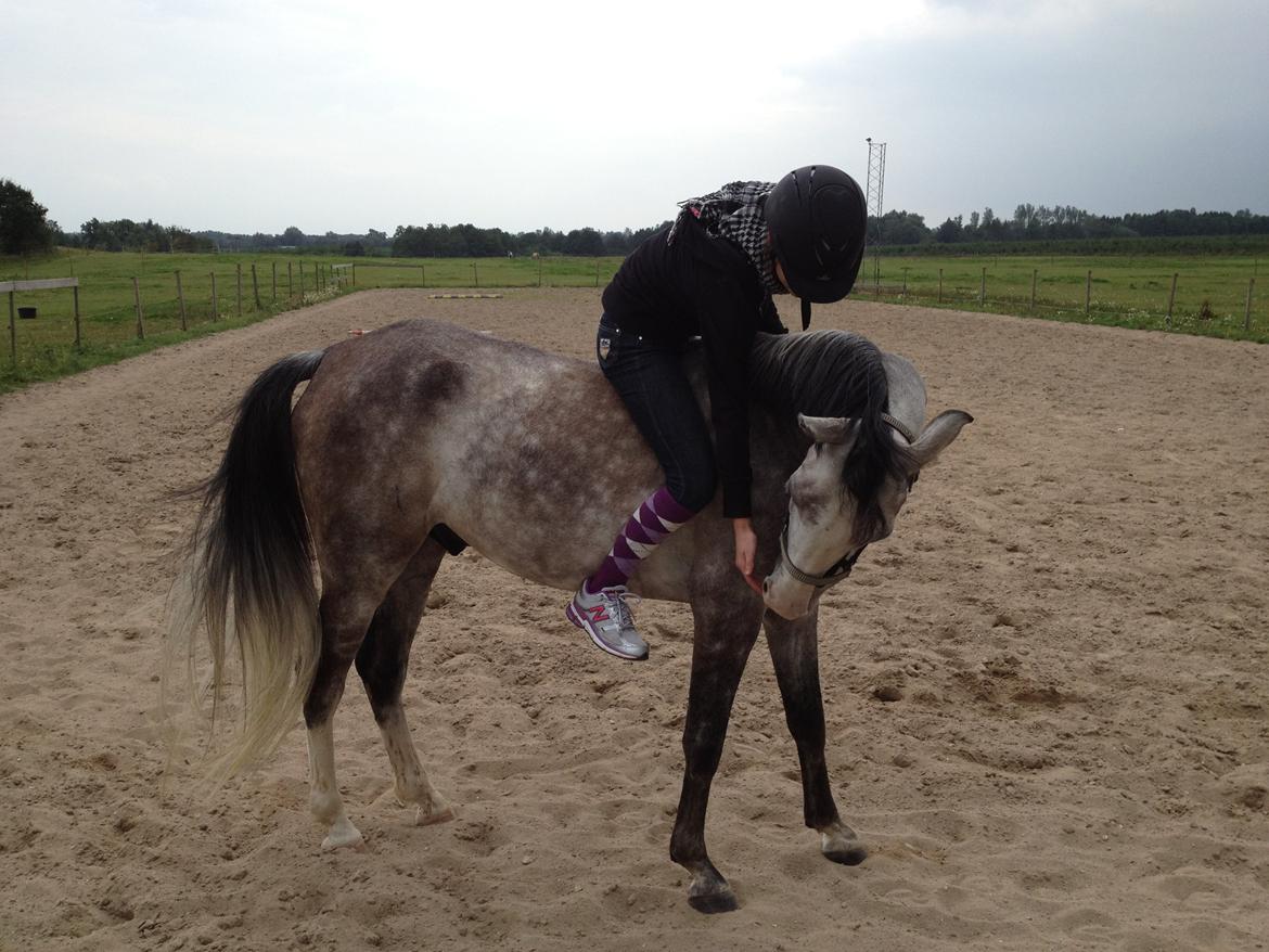 Sportsaraber (A) Gomez billede 6