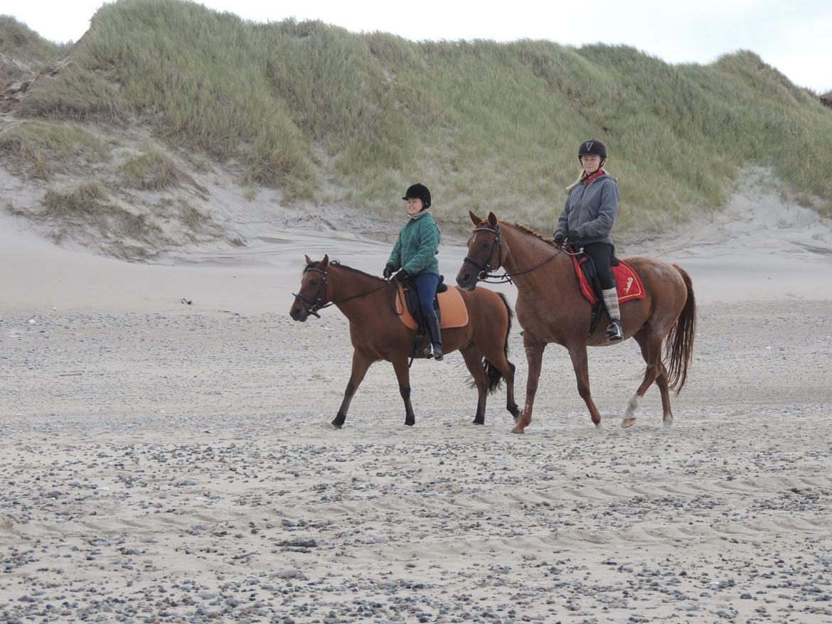Anden særlig race Isabelle *Min engel* - Ved Vesterhavet ved Fjand strand. Hestene var SÅ rolige og medgørlige :-) billede 18