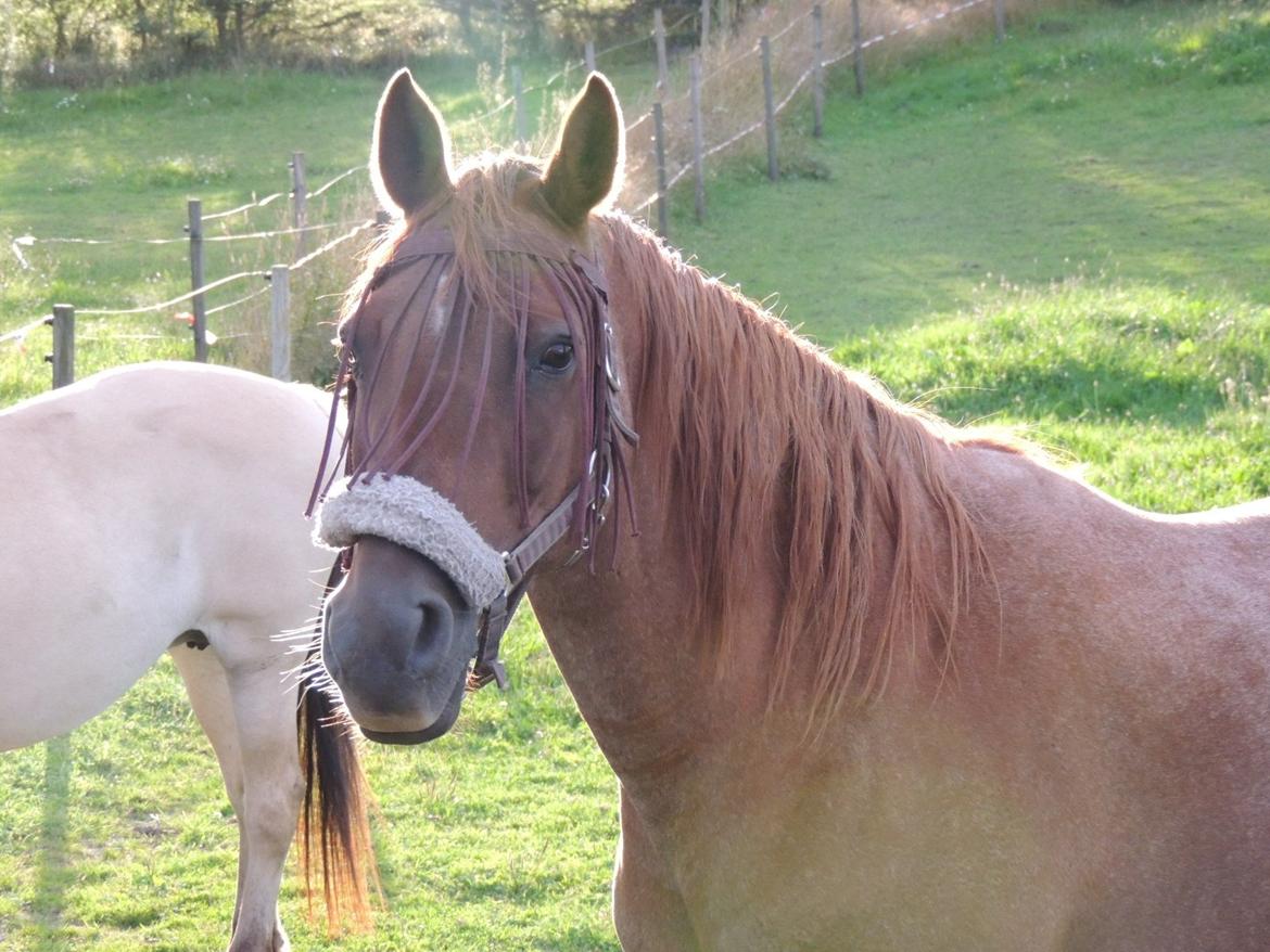 Anden særlig race Isabelle *Min engel* - Smukke belle i solnedgang <3 billede 19