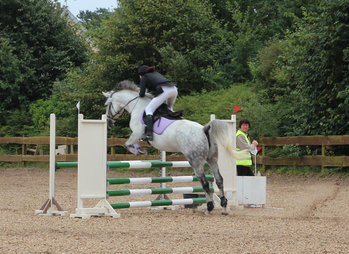 Dansk Varmblod Uphelia Stenagergaard billede 17