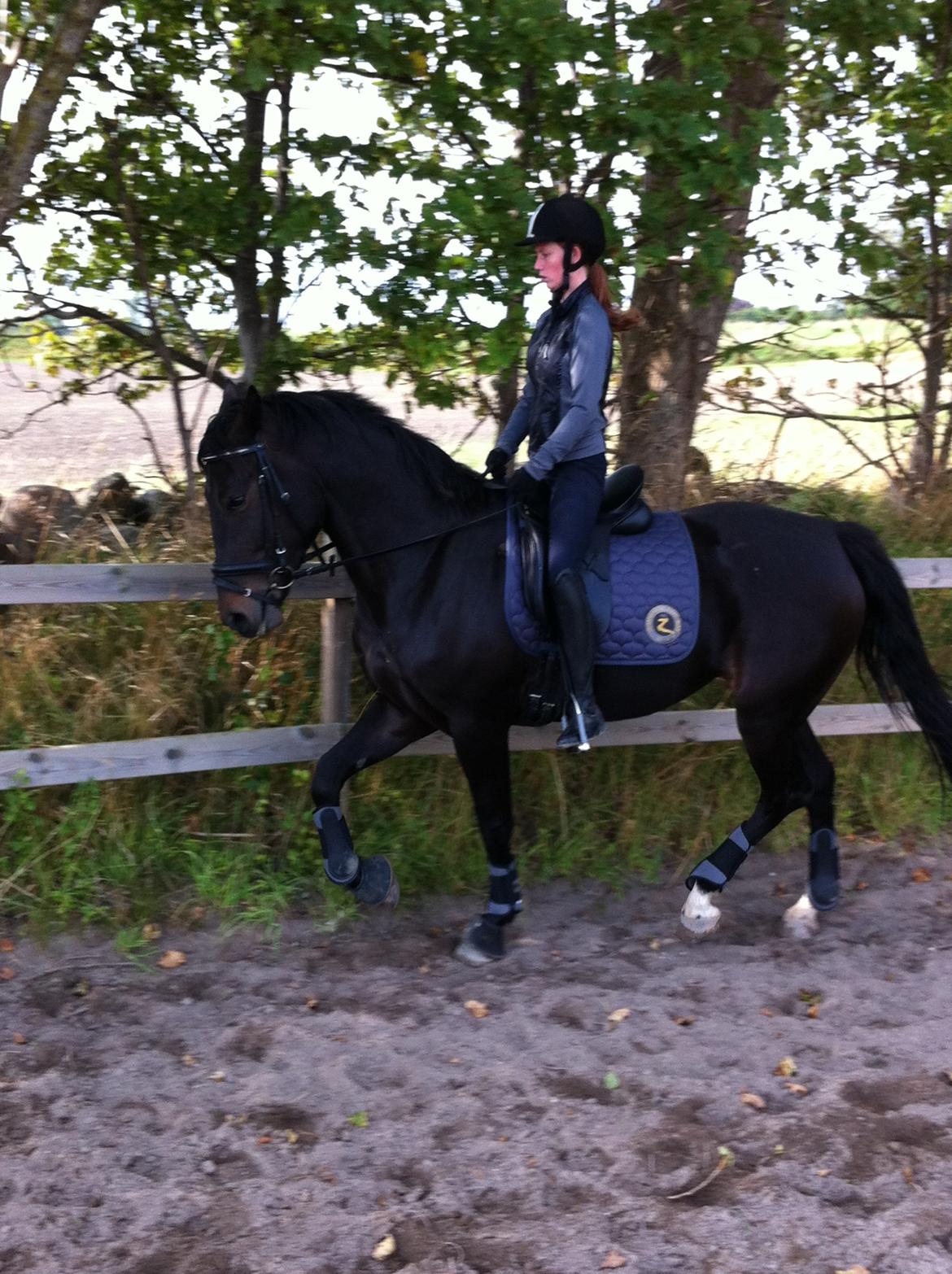 Anden særlig race Melina billede 12