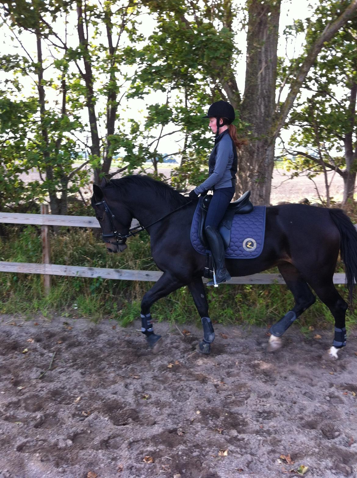 Anden særlig race Melina billede 13