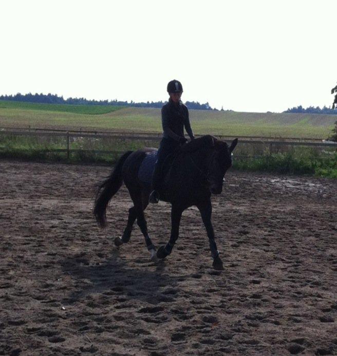 Anden særlig race Melina billede 14