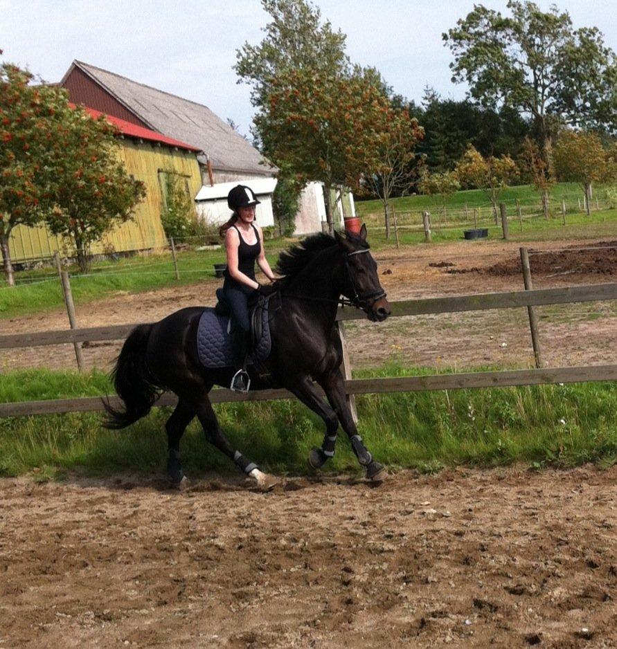 Anden særlig race Melina billede 15