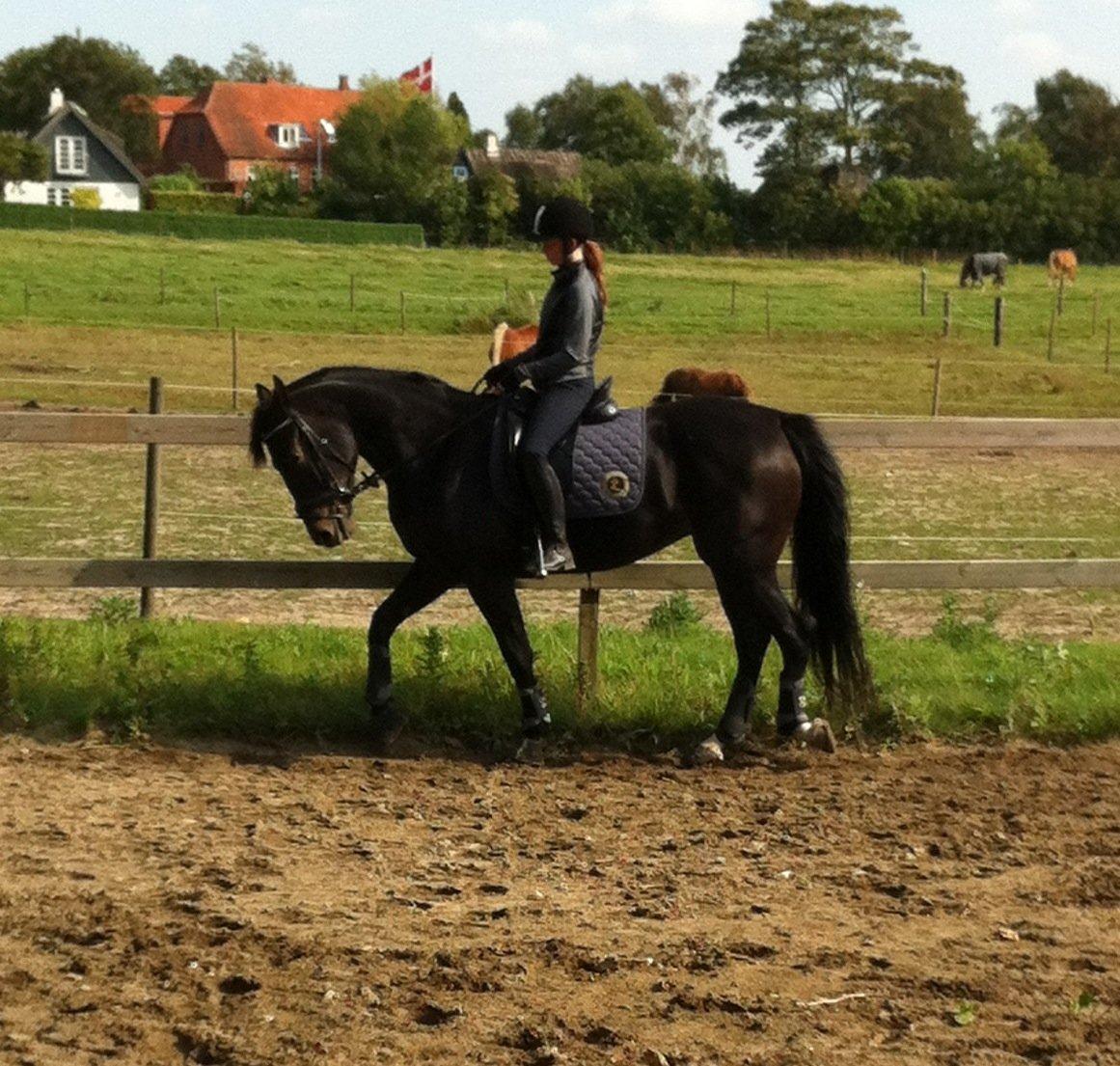 Anden særlig race Melina billede 16