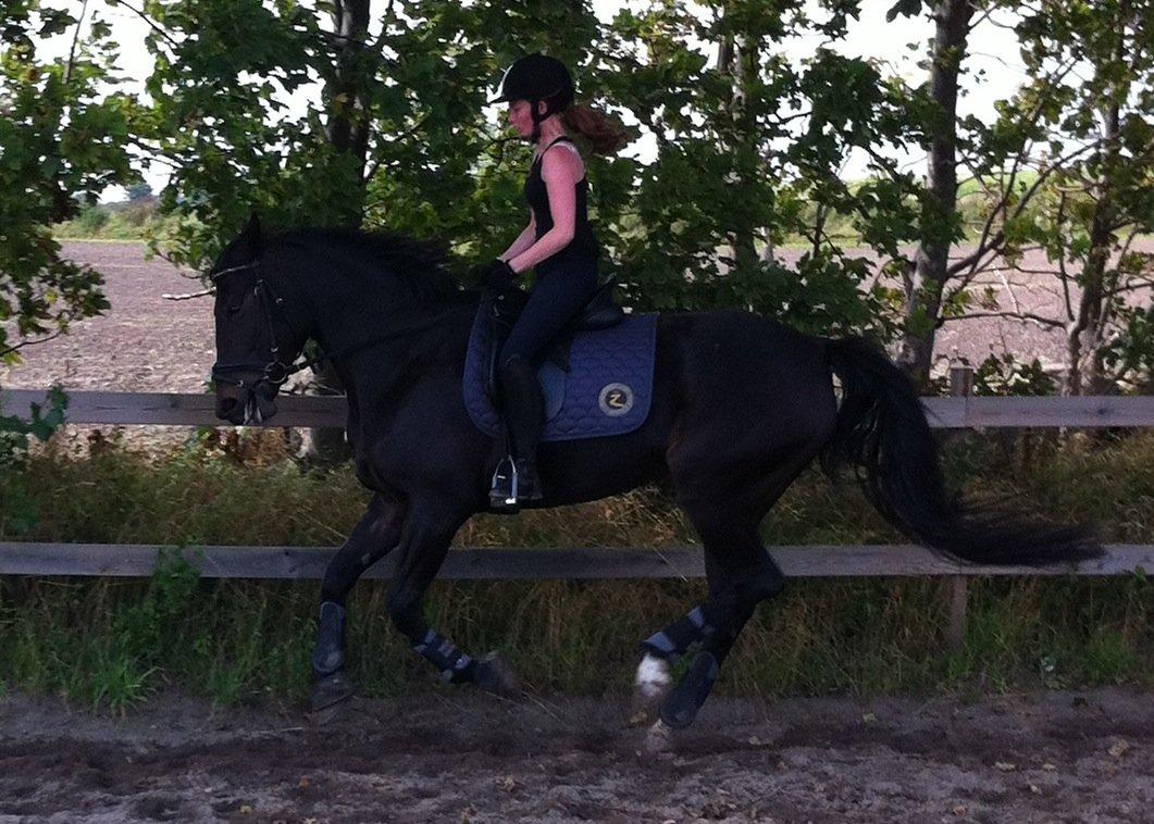 Anden særlig race Melina billede 17