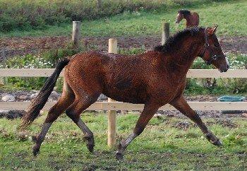 Welsh Pony af Cob-type (sec C) Gribsvads Lady Mary billede 3