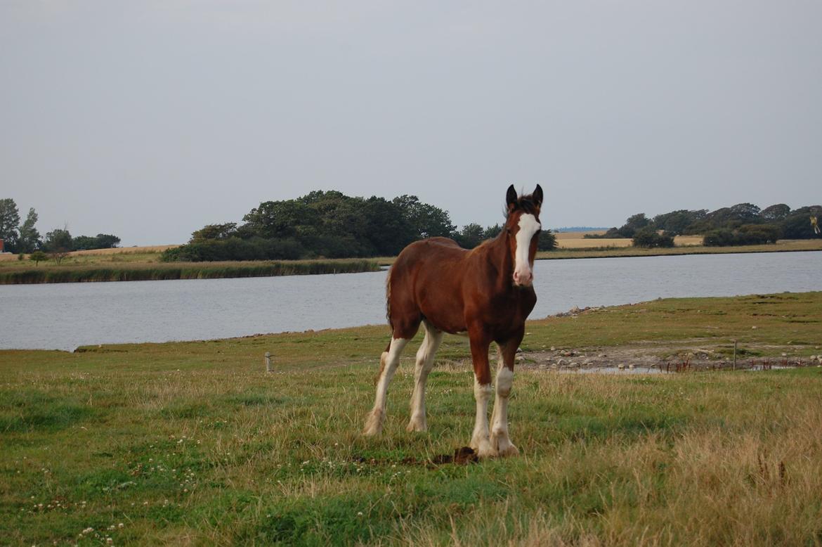 Shire Shirefarm King of Hearts billede 2