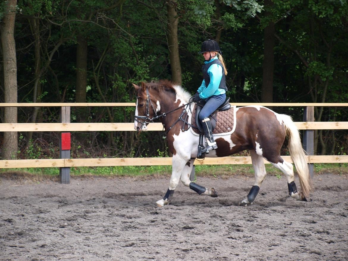 Pinto Handson/Flødebollen<3 billede 6