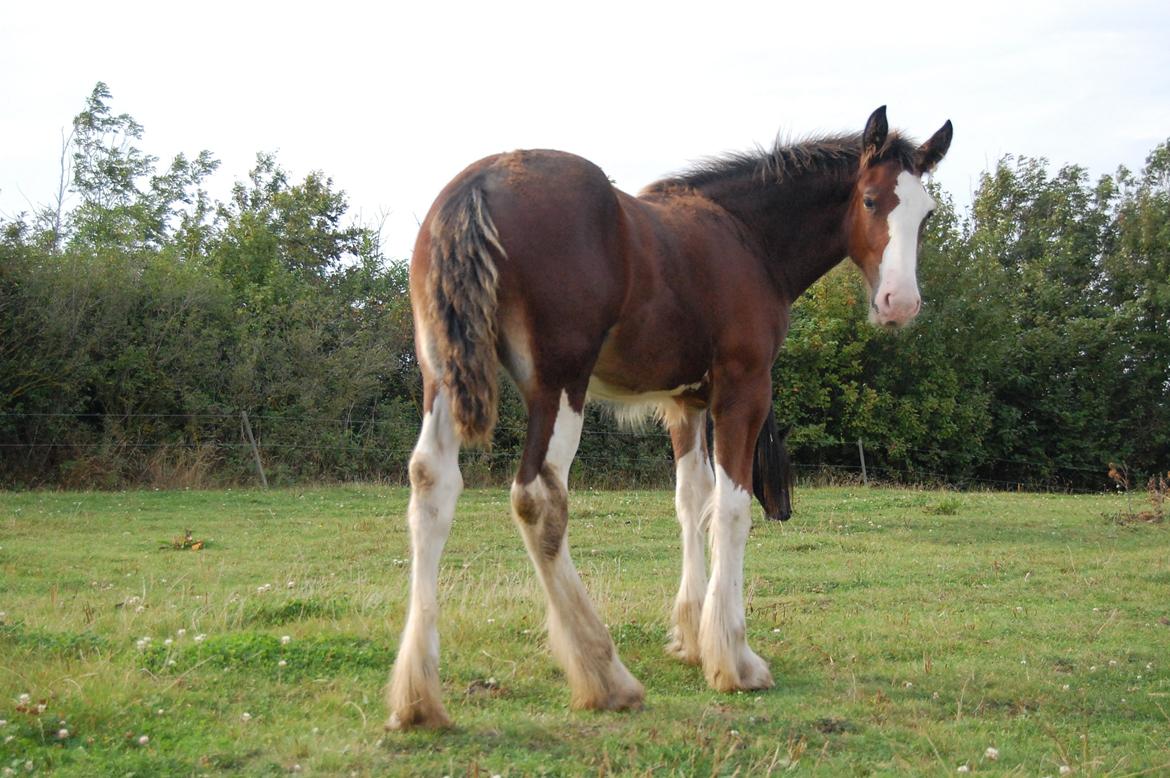 Shire Shirefarm King of Hearts - "Se min flotte bagdel!" Stor og rund, ligesom mors og fars..."  billede 3