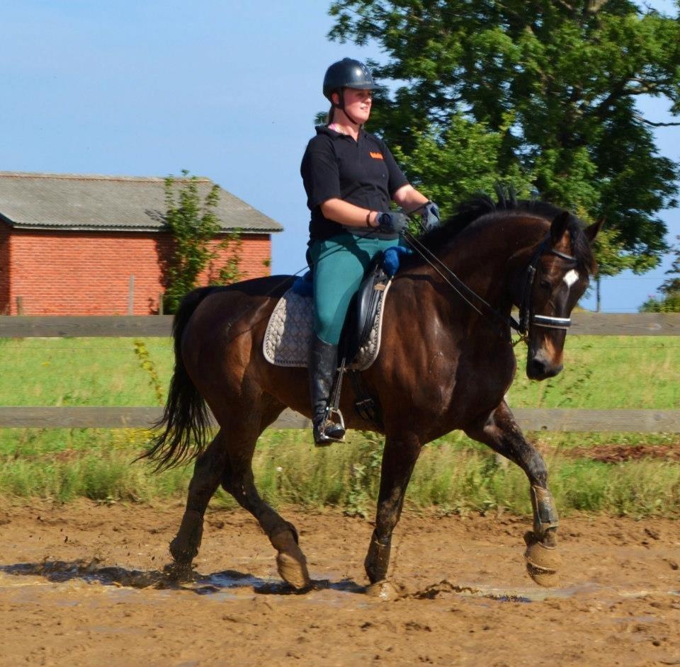 Oldenborg Siegård's flexness - Flexness og jeg, dressurtræning hjemme på banen i Rø 1/09-2012 billede 15