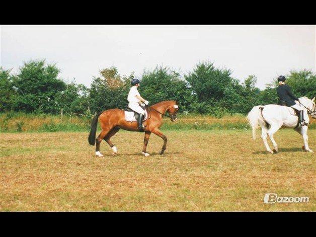 Trakehner Sonnyboy billede 4