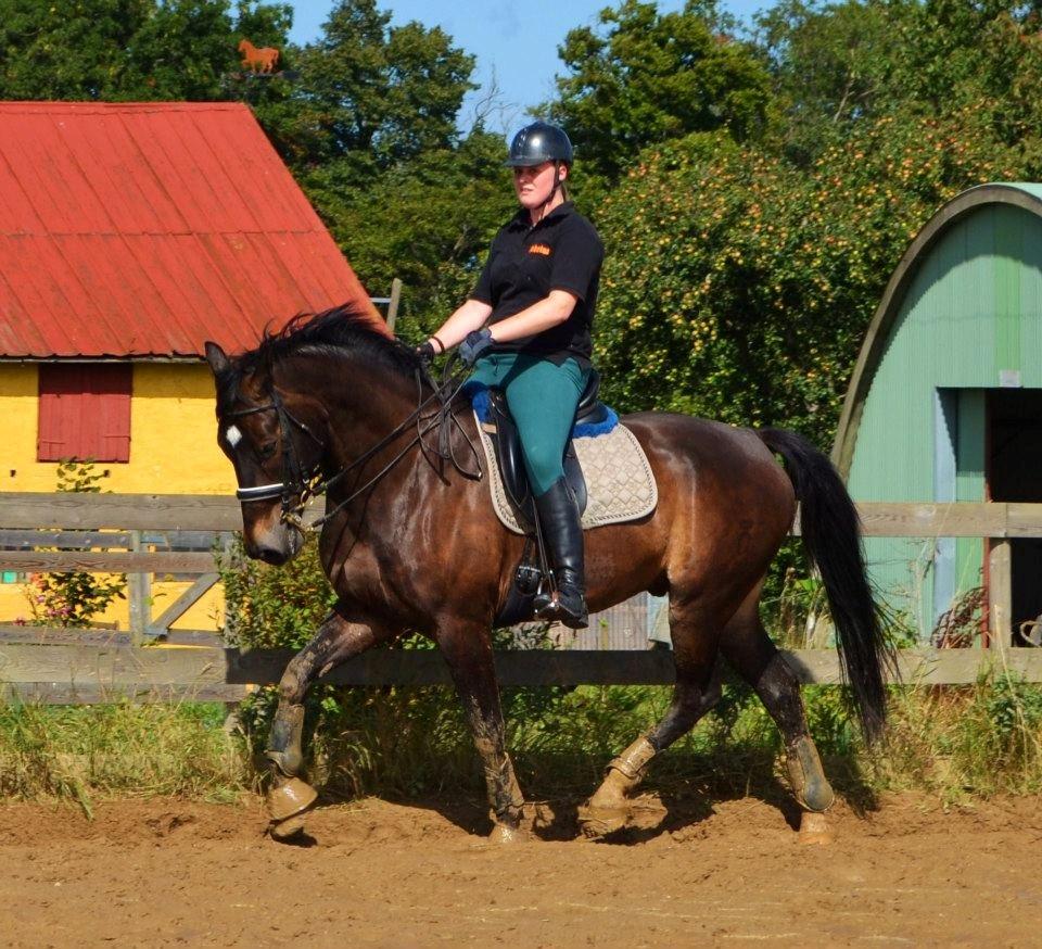 Oldenborg Siegård's flexness - Dressurtræning hjemme på banen i Rø 1/09-2012 billede 17