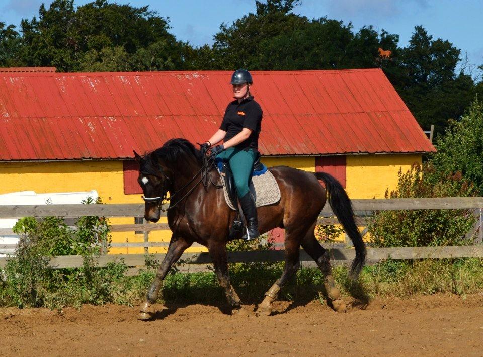 Oldenborg Siegård's flexness - Dressurtræning hjemme på banen i Rø 1/09-2012 billede 18