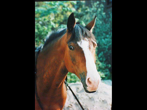 Trakehner Sonnyboy billede 2