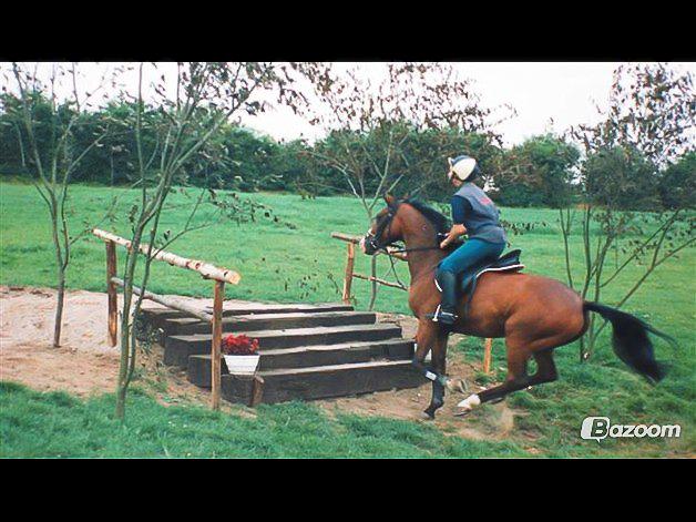 Trakehner Sonnyboy billede 7