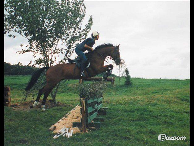 Trakehner Sonnyboy billede 11