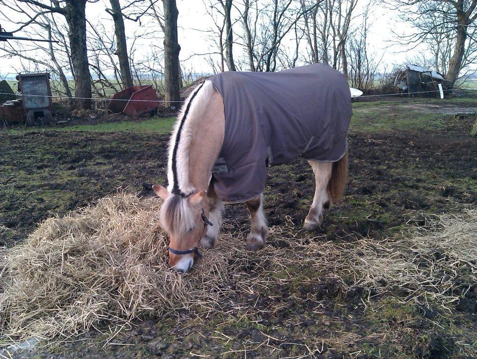 Fjordhest Mastrup Elias billede 1