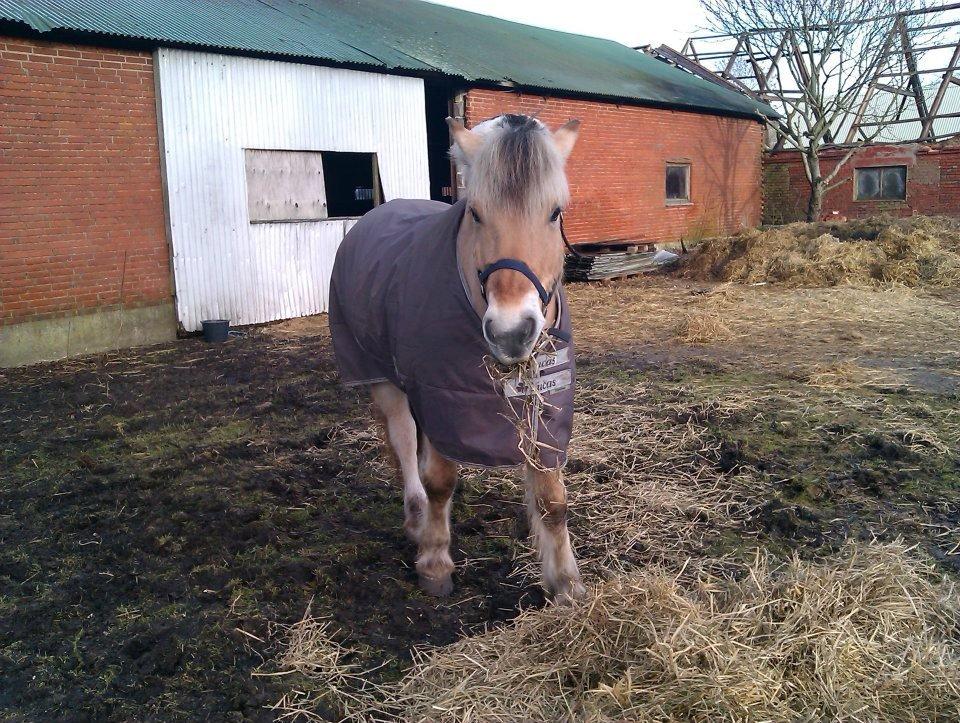 Fjordhest Mastrup Elias billede 2