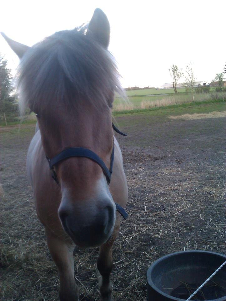 Fjordhest Mastrup Elias billede 3