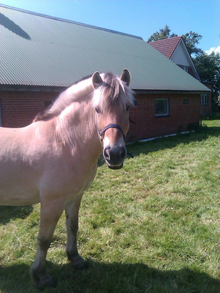Fjordhest Mastrup Elias billede 4