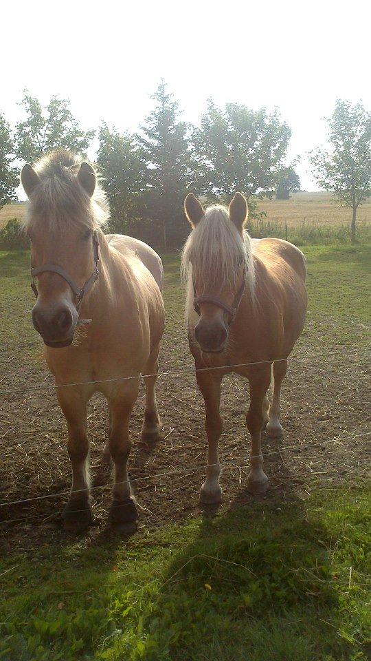 Fjordhest Mastrup Elias billede 5