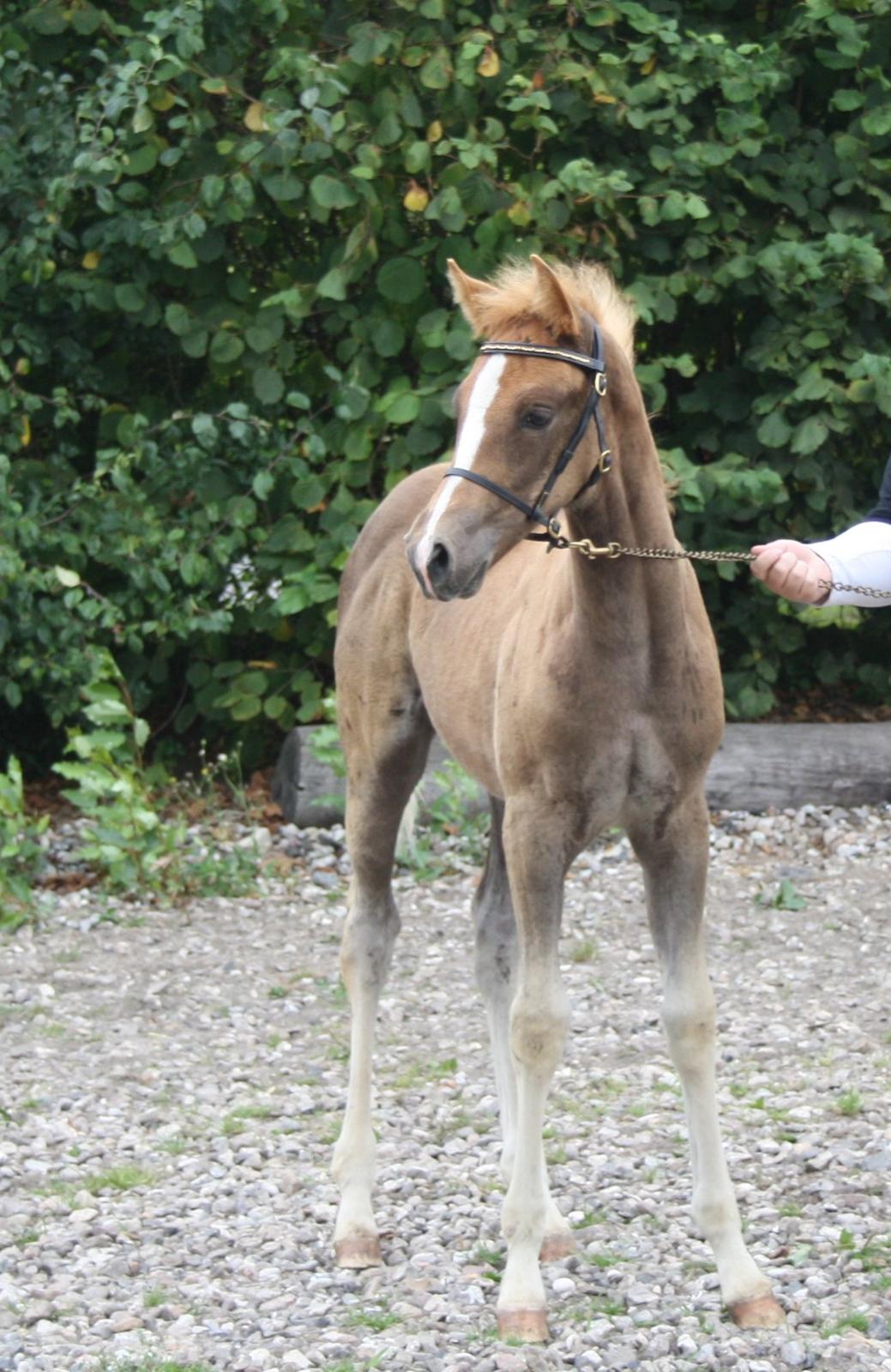 Palomino Wede's Miss Dia  - 2 septemmber til kåring billede 4