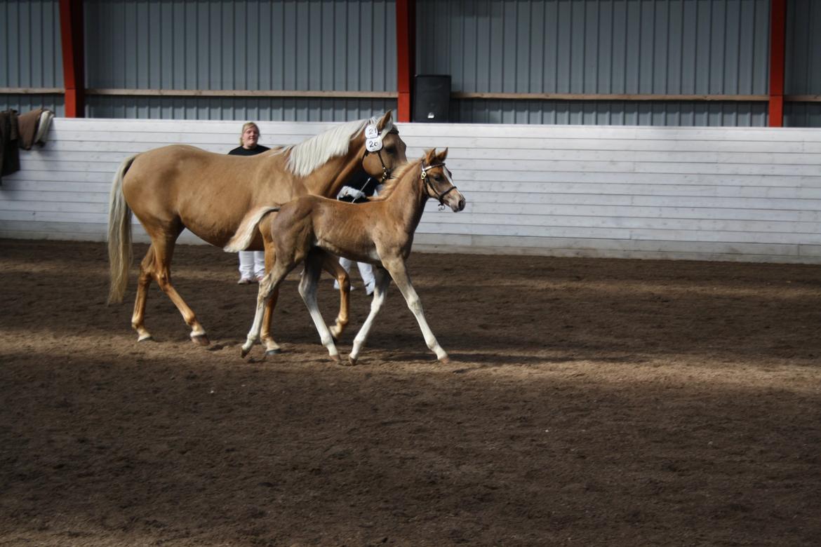 Palomino Wede's Miss Dia  billede 5